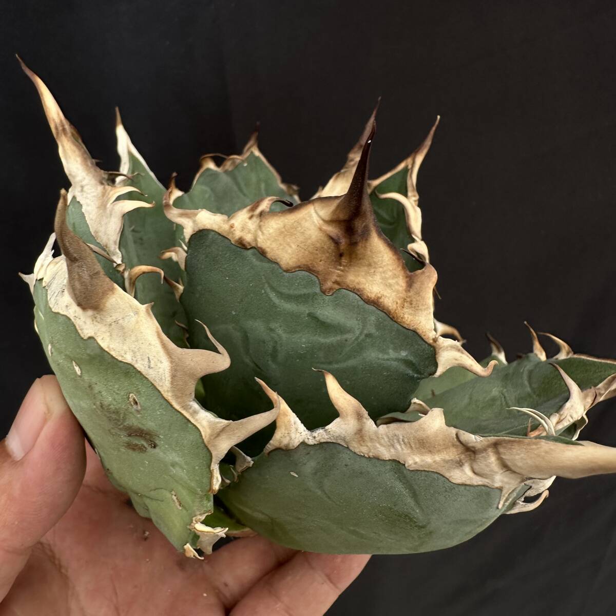 PTL027 Agave oteroi Oaxaca special株 アガベ オテロイ 強棘 スペシャル !!